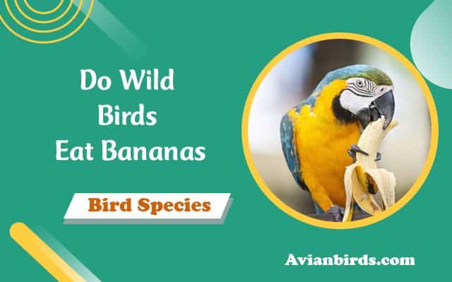 do wild birds eat bananas