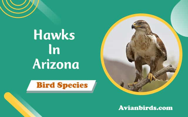 6 Types of Hawks In Arizona That You Can See & Identify