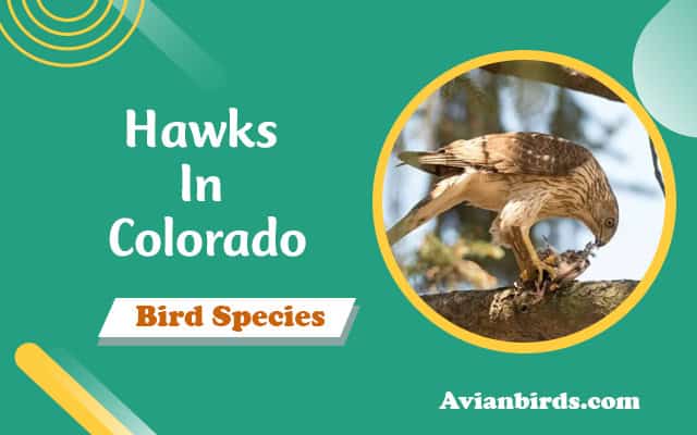 hawks in colorado