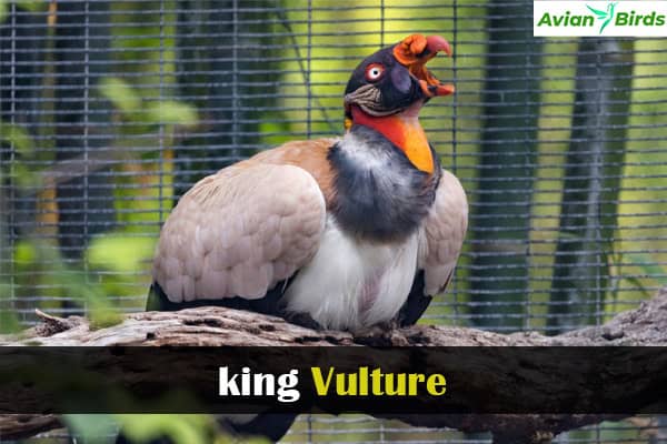 king Vulture