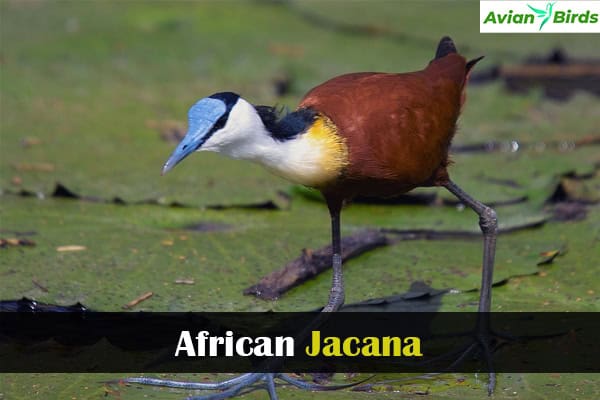 African Jacana