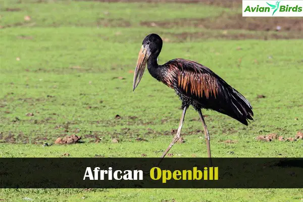 African Openbill