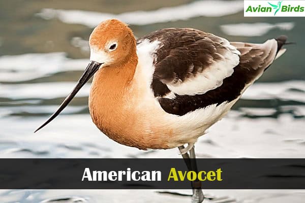 American Avocet