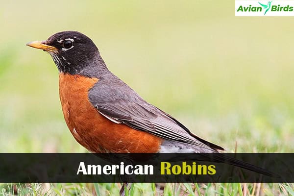 American Robins