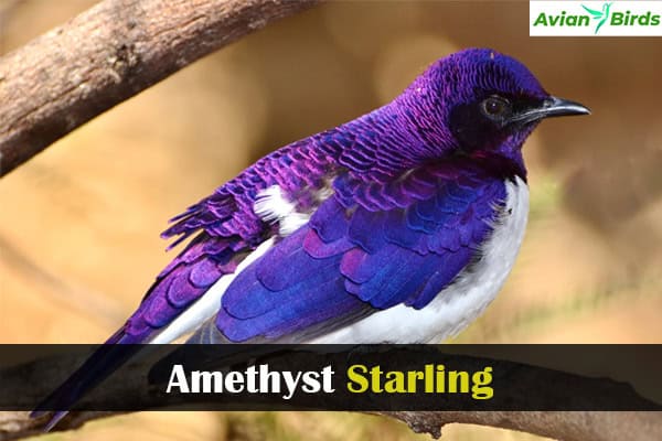 Amethyst Starling