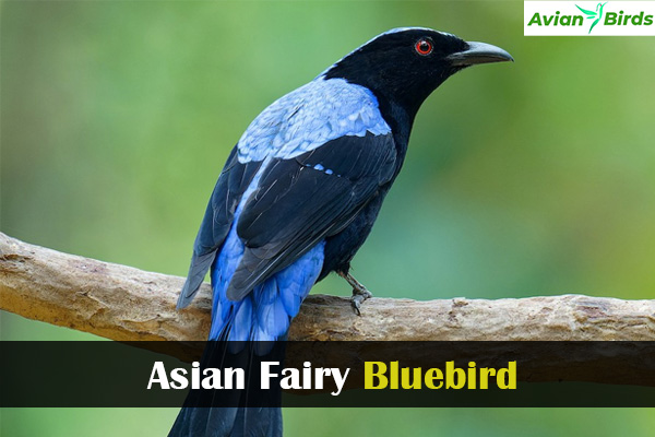  Asian Fairy Bluebird