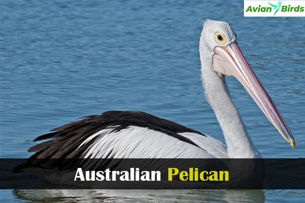 Australian Pelican