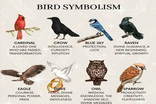 Bird Symbolism and Meanings