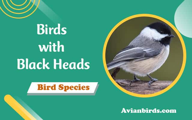 Birds with Black Heads