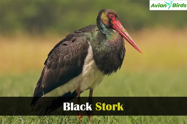 Black Stork