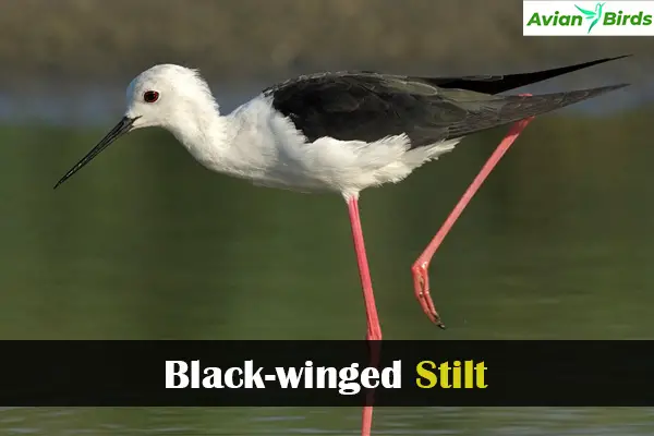 Black-winged Stilt