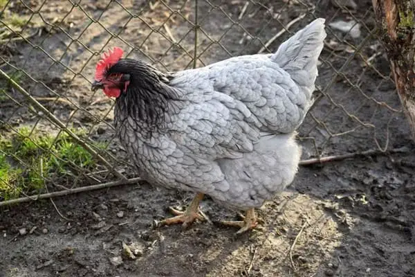 Blue Plymouth Rock Chicken Breed