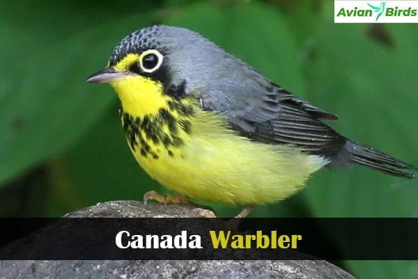 Canada Warbler