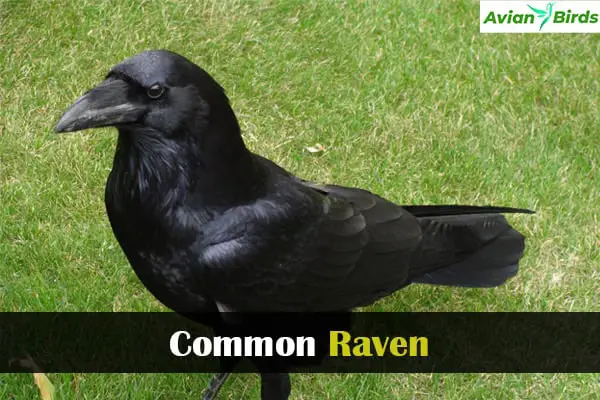 Common Raven