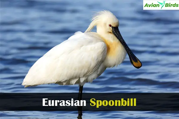 Eurasian Spoonbill