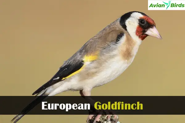 European Goldfinch