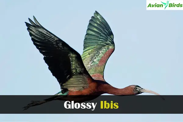 Glossy Ibis