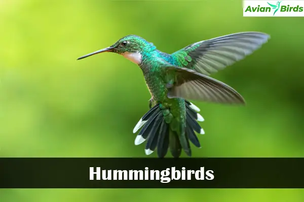 Hummingbirds