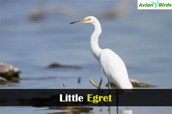 Little Egret