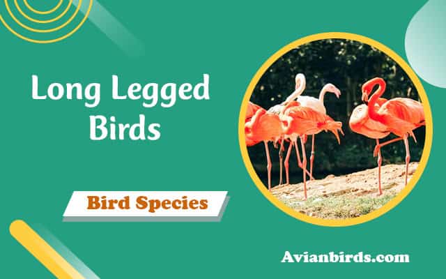 Long Legged Birds