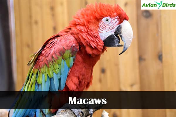 Macaws