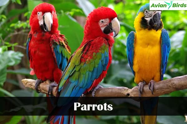 Parrots