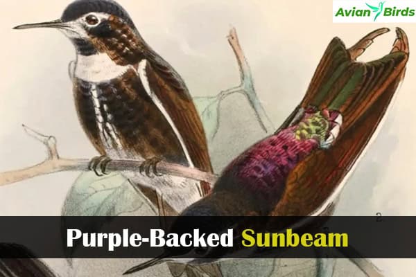 Purple-Backed Sunbeam