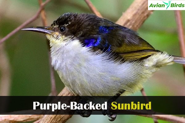 Purple-Backed Sunbird