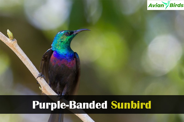 Purple-Banded Sunbird