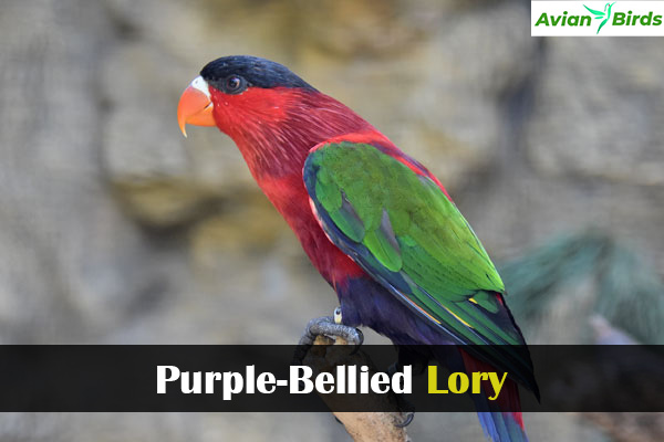 Purple-Bellied Lory