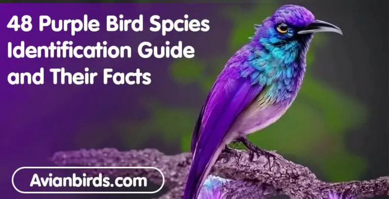 Purple Birds