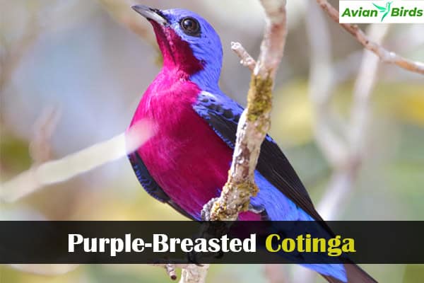 Purple-Breasted Cotinga