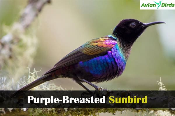 Purple-Breasted Sunbird