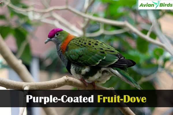 Purple-Coated Fruit-Dove