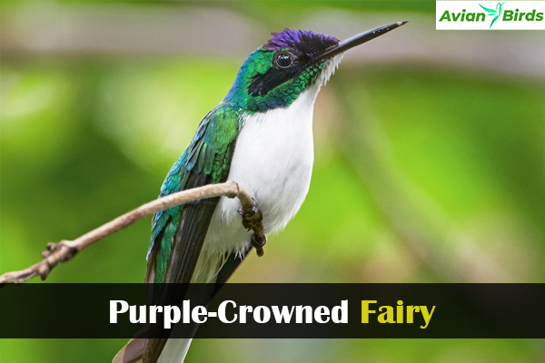 Purple-Crowned Fairy