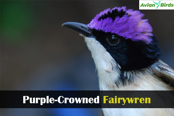 Purple-Crowned Fairywren