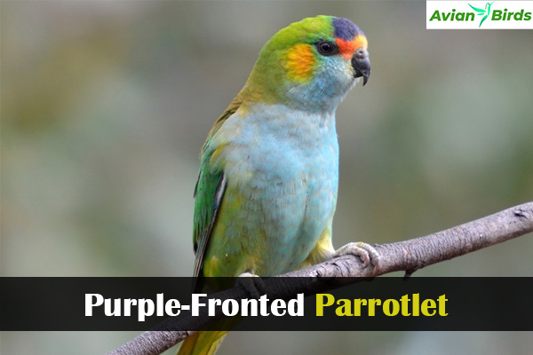 Purple-Fronted Parrotlet