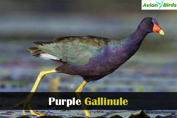 Purple Gallinule