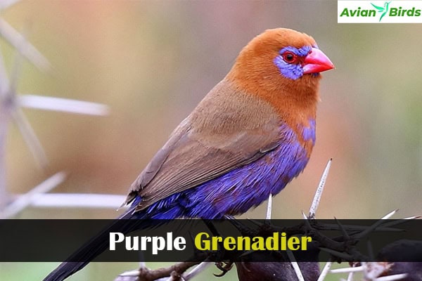 Purple Grenadier