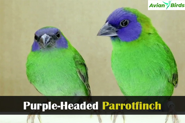 Purple-Headed Parrotfinch