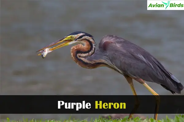 Purple Heron