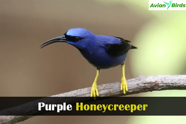 Purple Honeycreeper