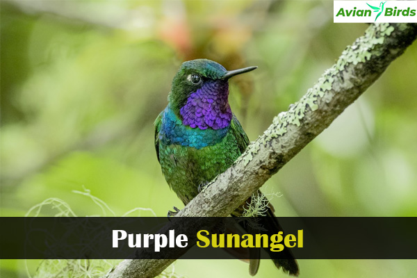 Purple Sunangel