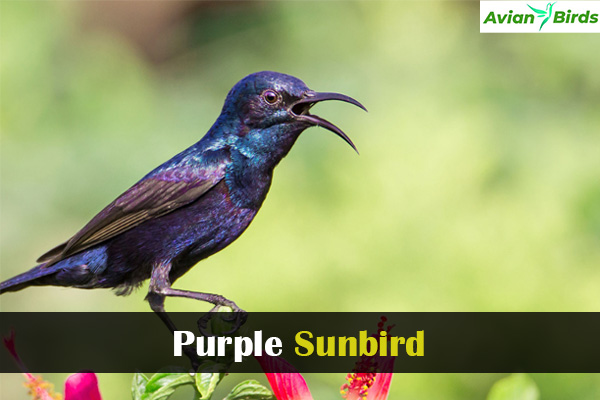Purple Sunbird