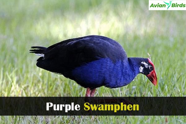 Purple Swamphen