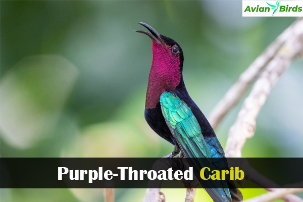 Purple-Throated Carib