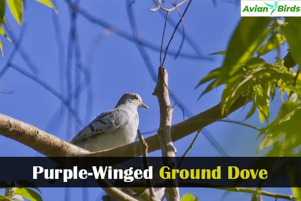Purple-Winged Ground Dove