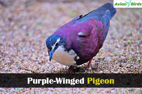 Purple-Winged Pigeon