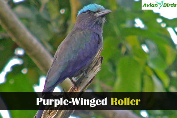 Purple-Winged Roller
