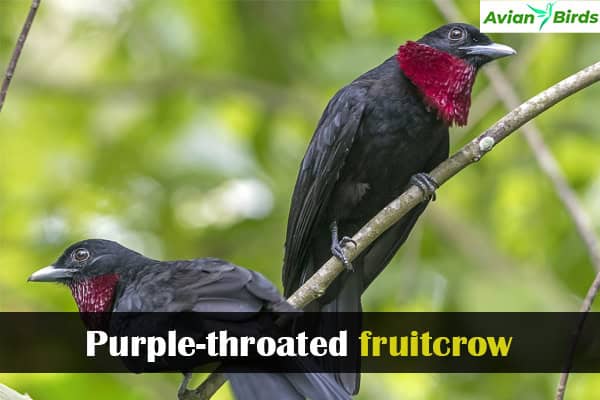 Purple-throated fruitcrow